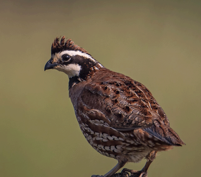 Northern Bobwhite | Outdoor Alabama